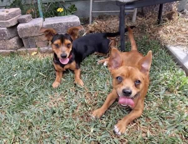Safe Chihuahua in Lynwood, CA