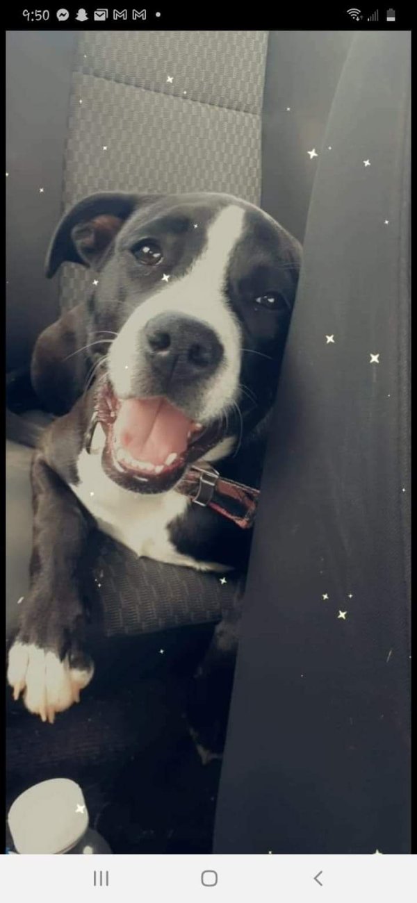 Lost American Staffordshire Terrier in Texas