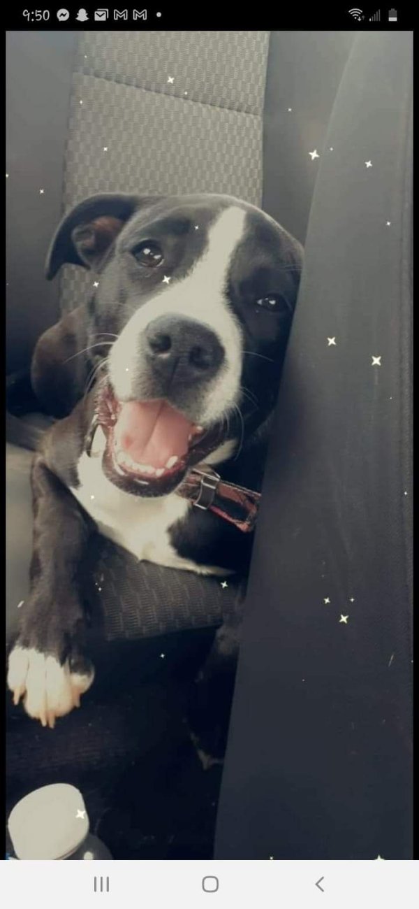Lost American Staffordshire Terrier 