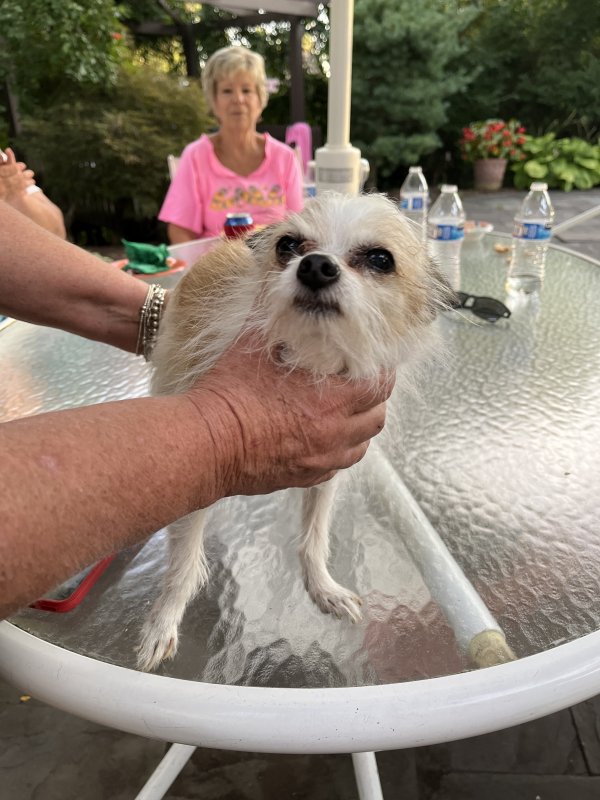 Found Chihuahua in Bloomfield Hills, MI