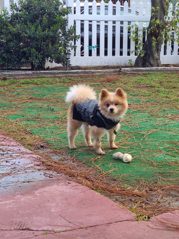 Safe Pomeranian in Whittier, CA