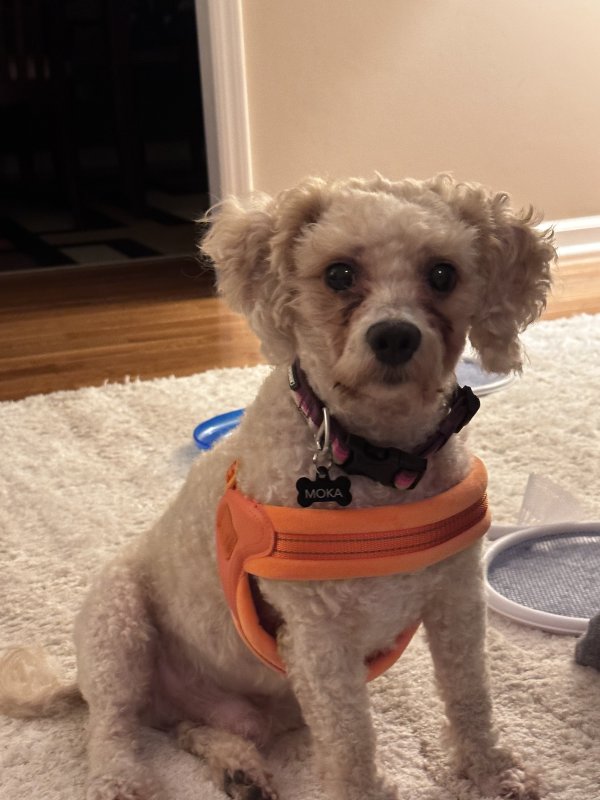 Safe Bichon Frise in Roswell, GA