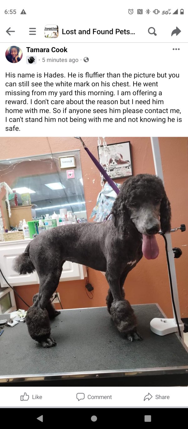 Safe Poodle in Fayetteville, AR