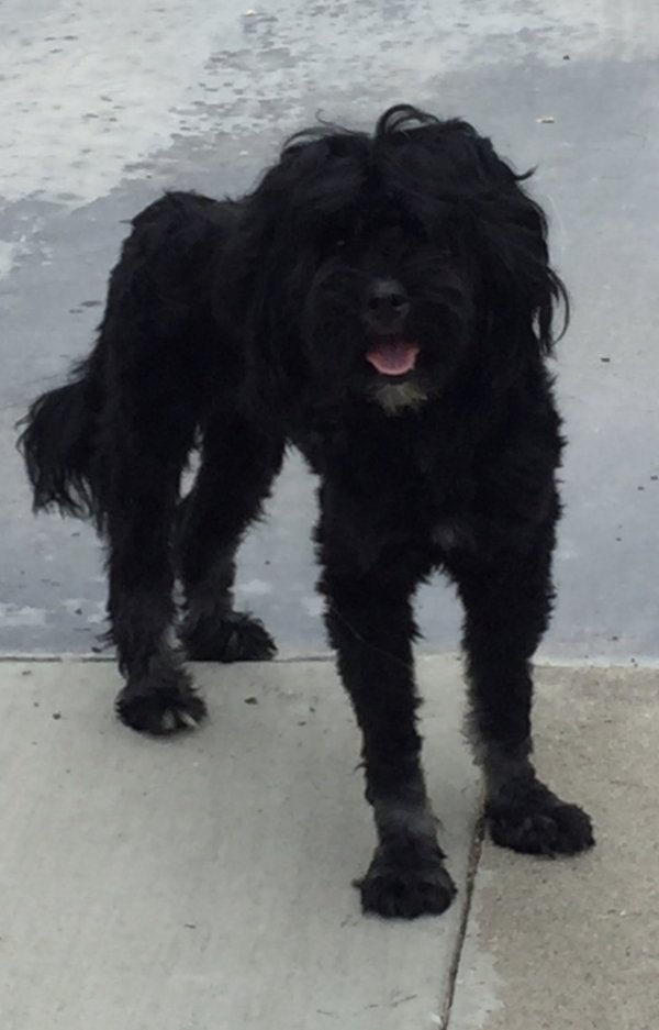 Safe Mutt in Anaheim, CA