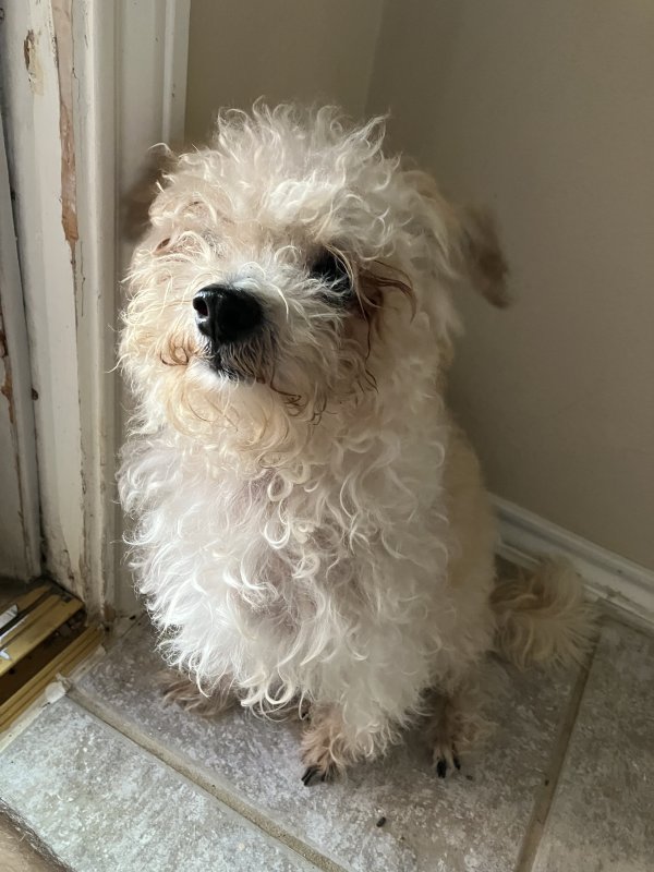 Safe Dog in Humble, TX