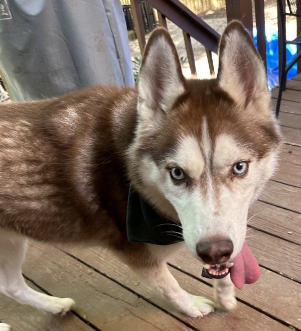 Safe Siberian Husky in Decatur, GA