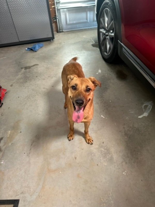 Safe Mutt in White, GA