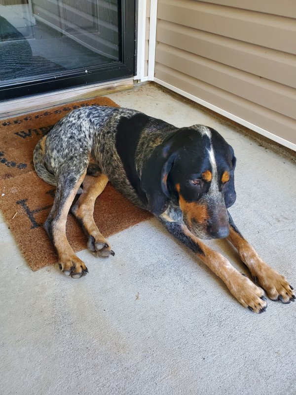 Found Bluetick Coonhound in Georgia