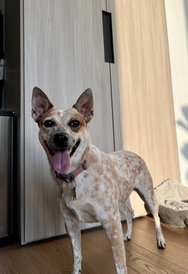 Lost Australian Cattle Dog in New York