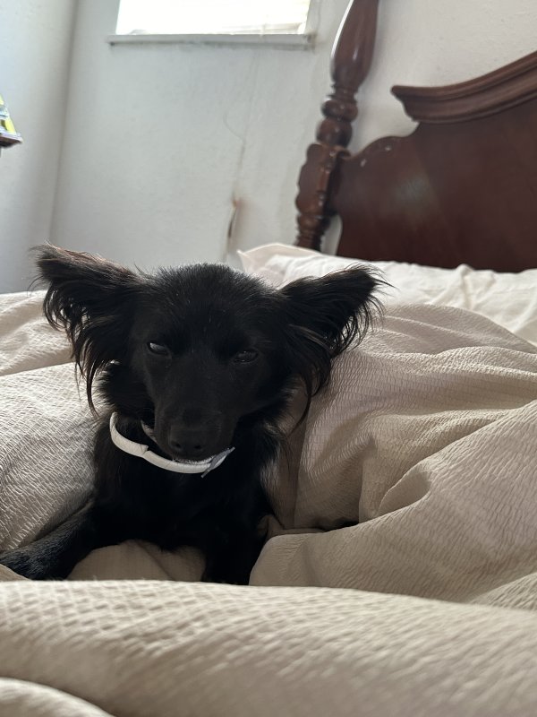Safe Dog in Houston, TX