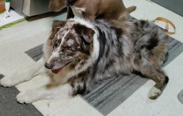 Safe Australian Shepherd in Kansas City, KS