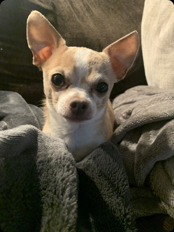 Lost Chihuahua in Great Lakes, IL