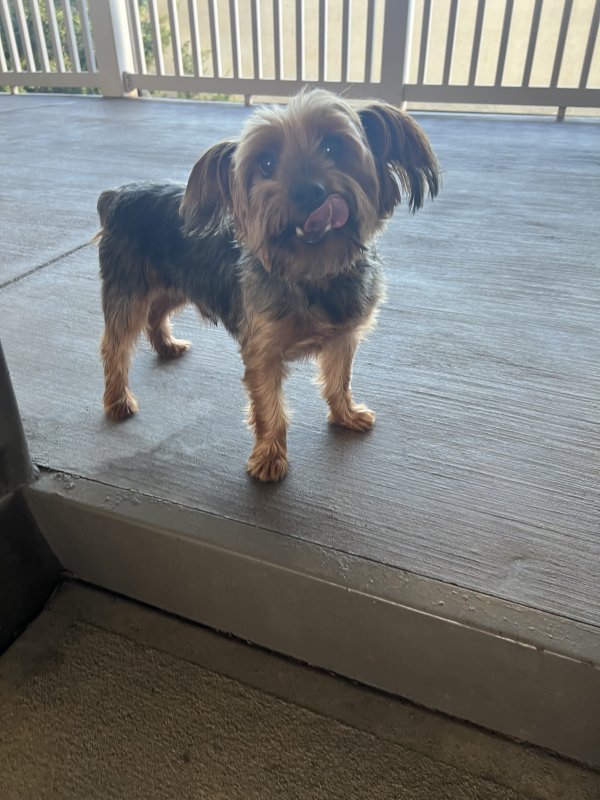 Found Yorkshire Terrier in Atlanta, GA
