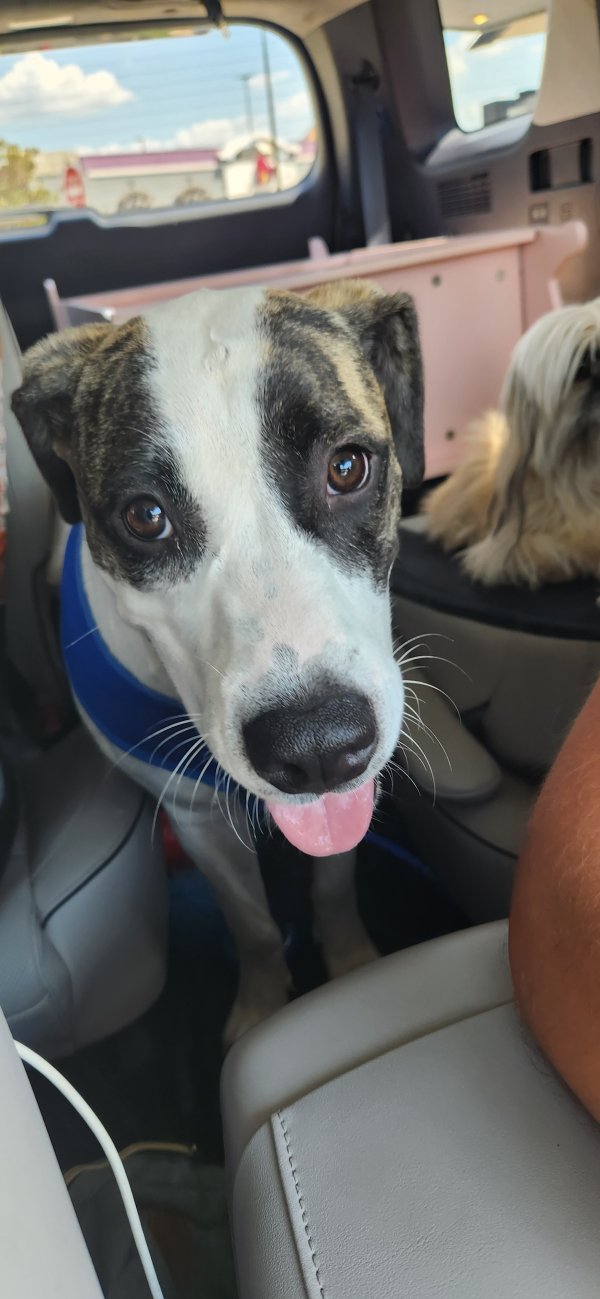 Safe Mutt in Spring, TX