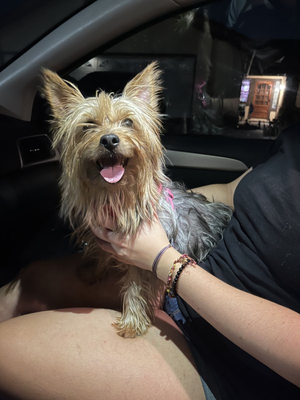 Found Yorkshire Terrier in Walnut, CA