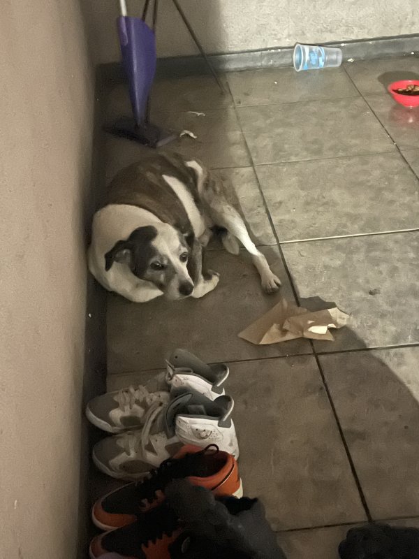 Found Dog in Long Beach, CA