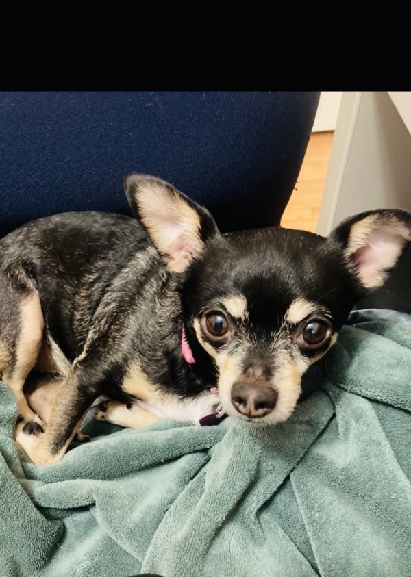 Lost Chihuahua in Delaware