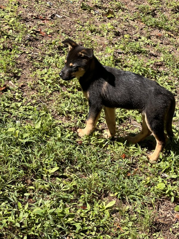 Found German Shepherd Dog in Georgia