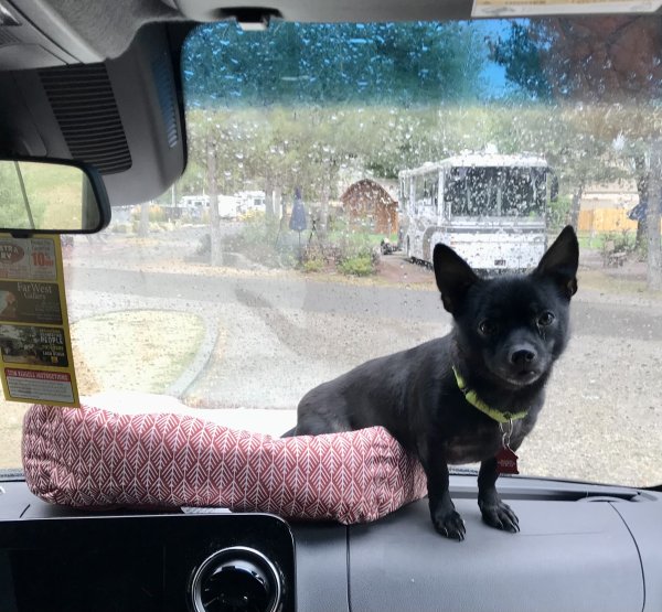 Lost Chihuahua 