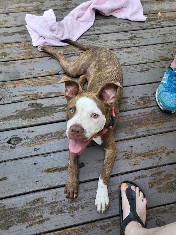 Safe Pit Bull in Decatur, GA