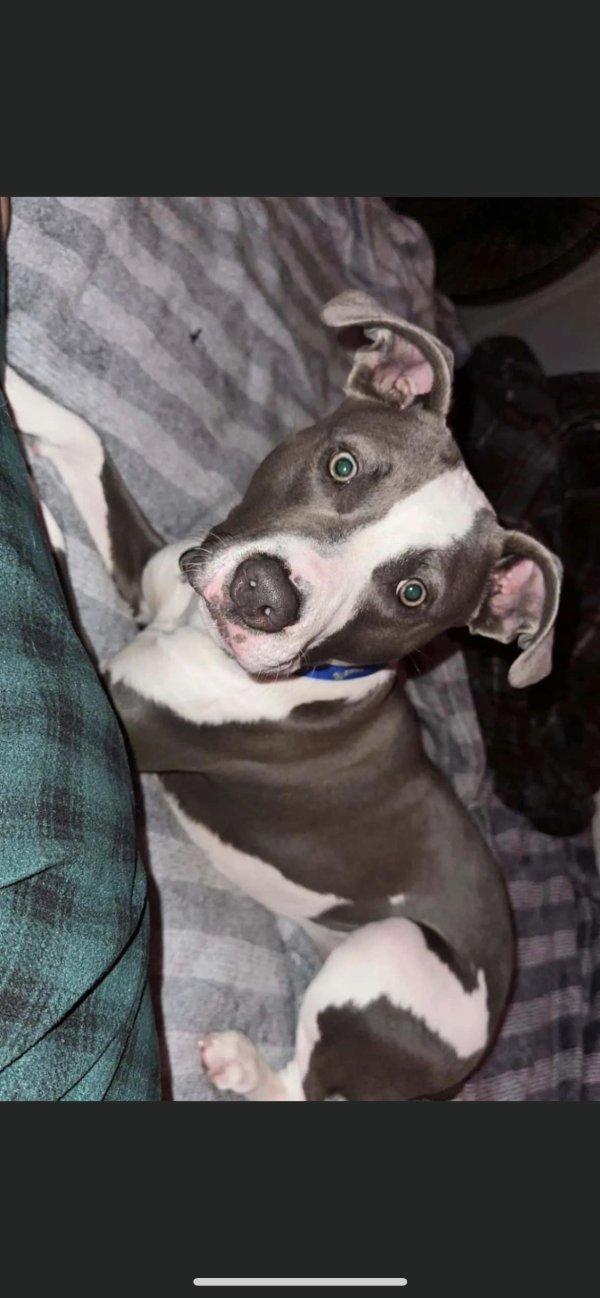 Safe Pit Bull in Milford, MI