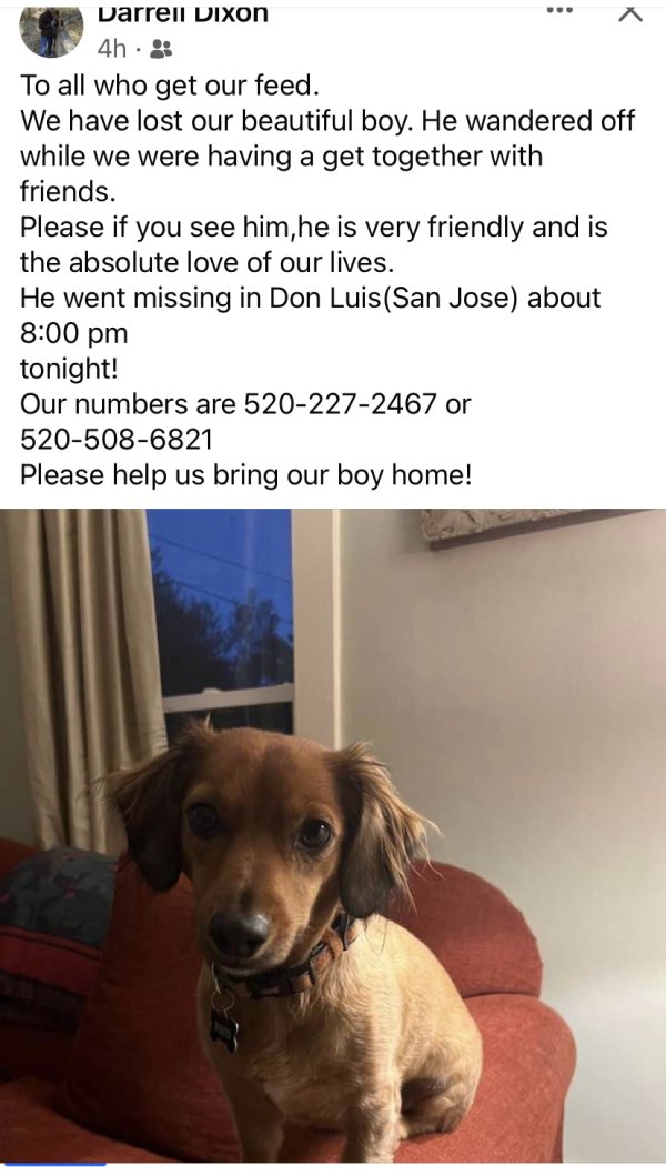 Safe Dachshund in Bisbee, AZ
