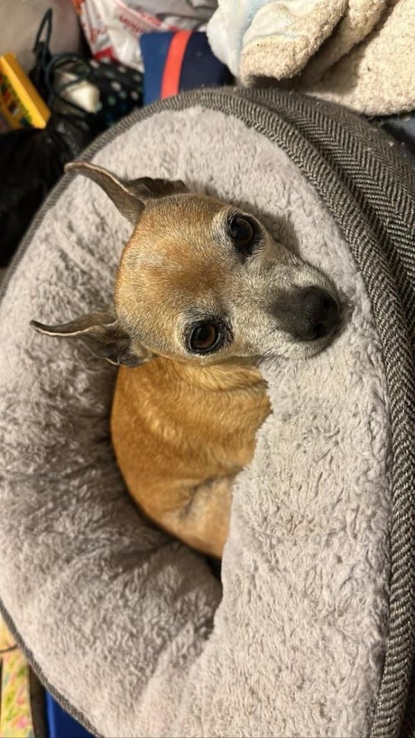 Lost Chihuahua in Los Angeles, CA
