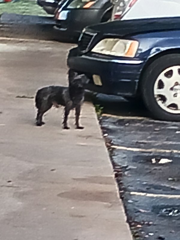 Found Boston Terrier in Wichita, KS