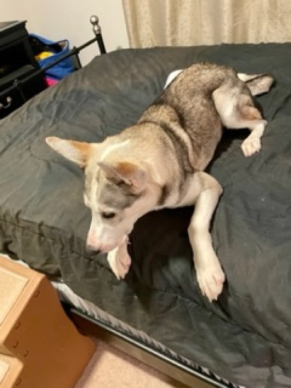 Safe Siberian Husky in Hockley, TX