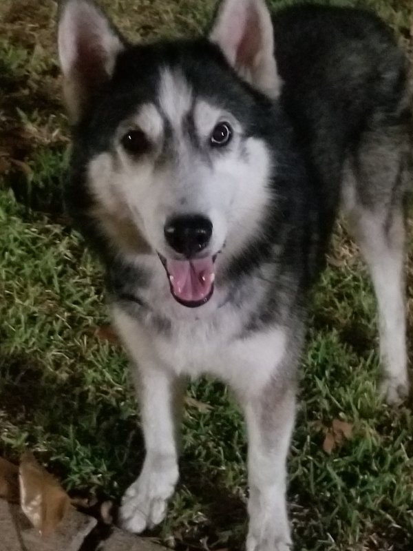 Safe Siberian Husky in Houston, TX