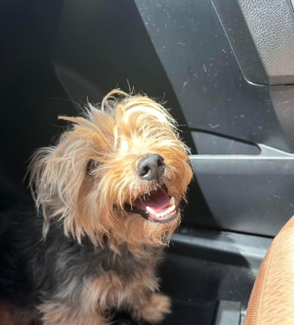 Safe Yorkshire Terrier in Godley, TX