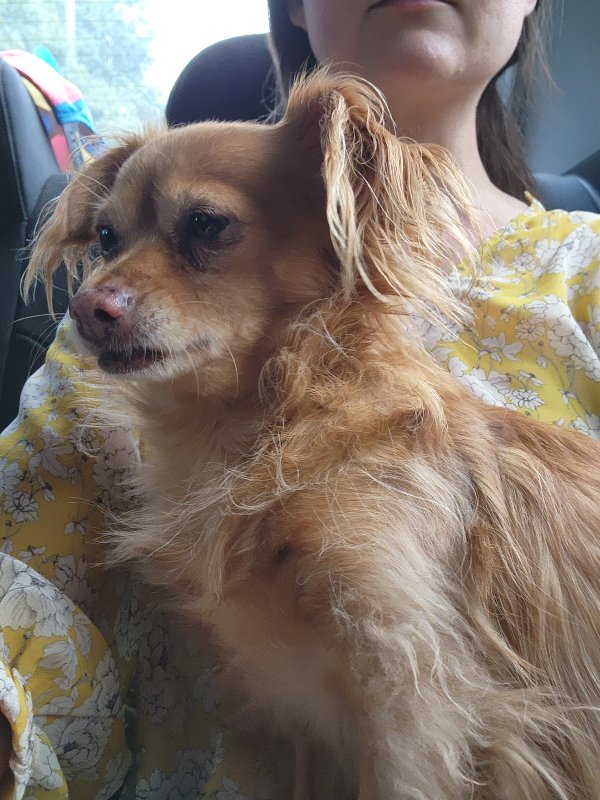 Long haired chihuahua terrier 2024 mix