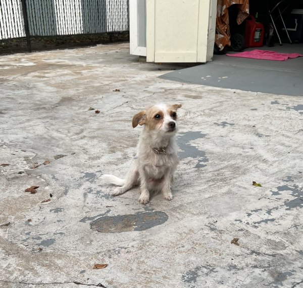 Safe Dog in Houston, TX