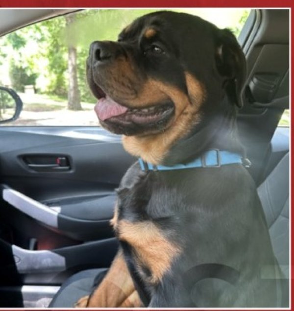 Lost Rottweiler in Texas