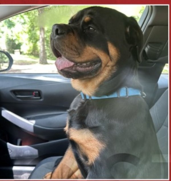 Lost Rottweiler 