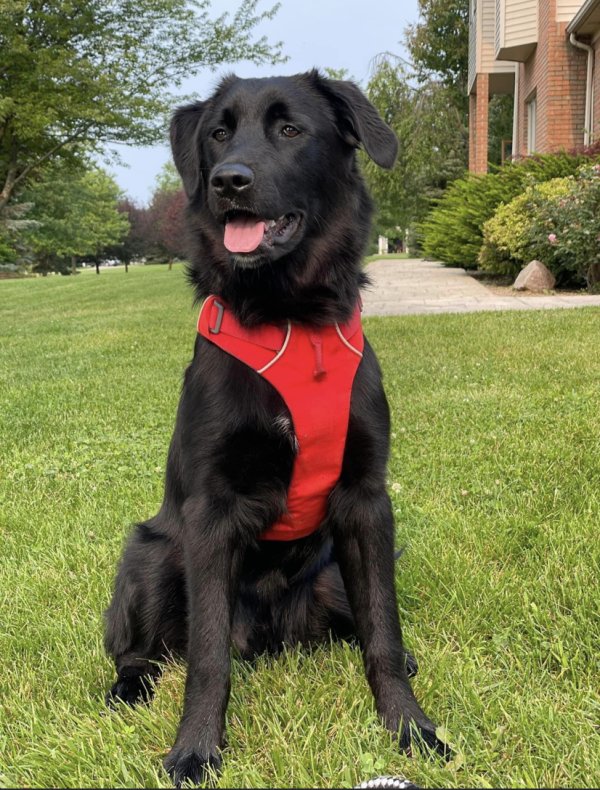 Safe Golden Retriever in Detroit, MI