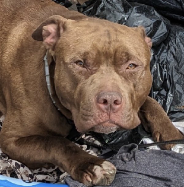 Lost Pit Bull in New Jersey