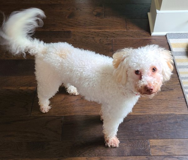 Found Poodle in Austin, TX