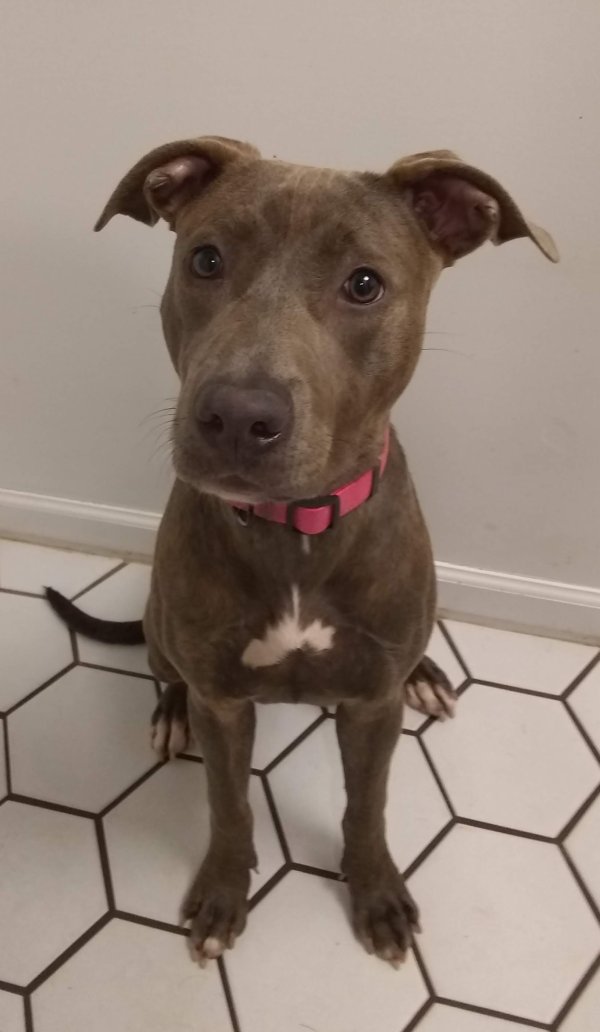 Found Pit Bull in College Park, MD