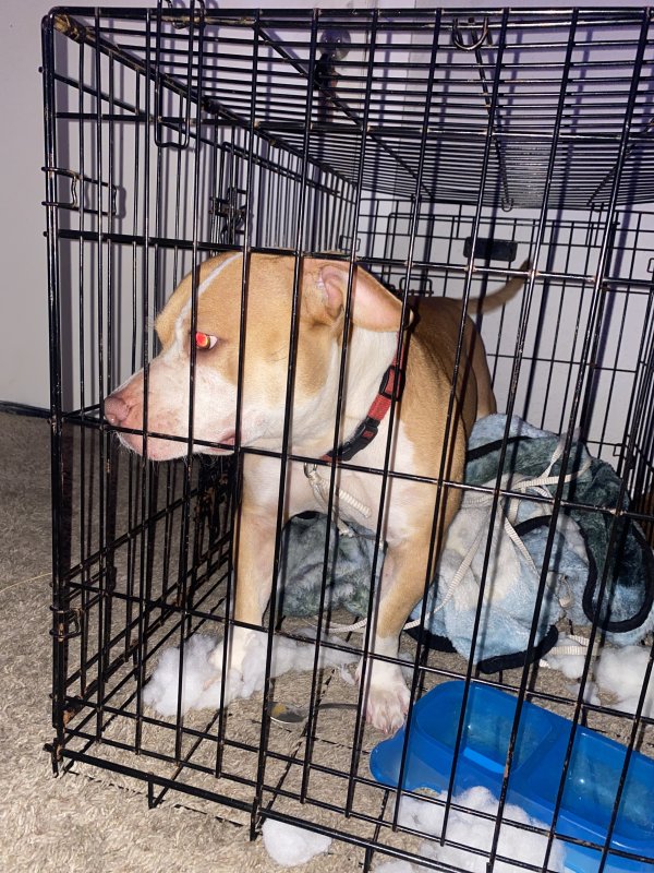 Safe Pit Bull in Houston, TX