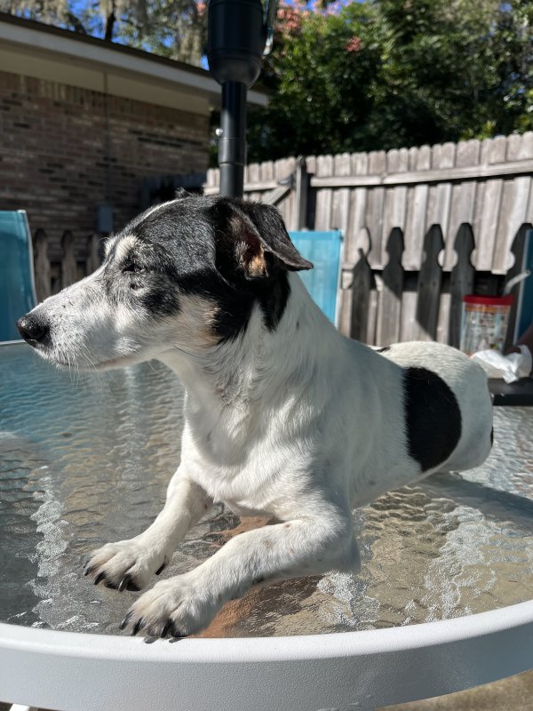 Lost Jack Russell Terrier in Florida