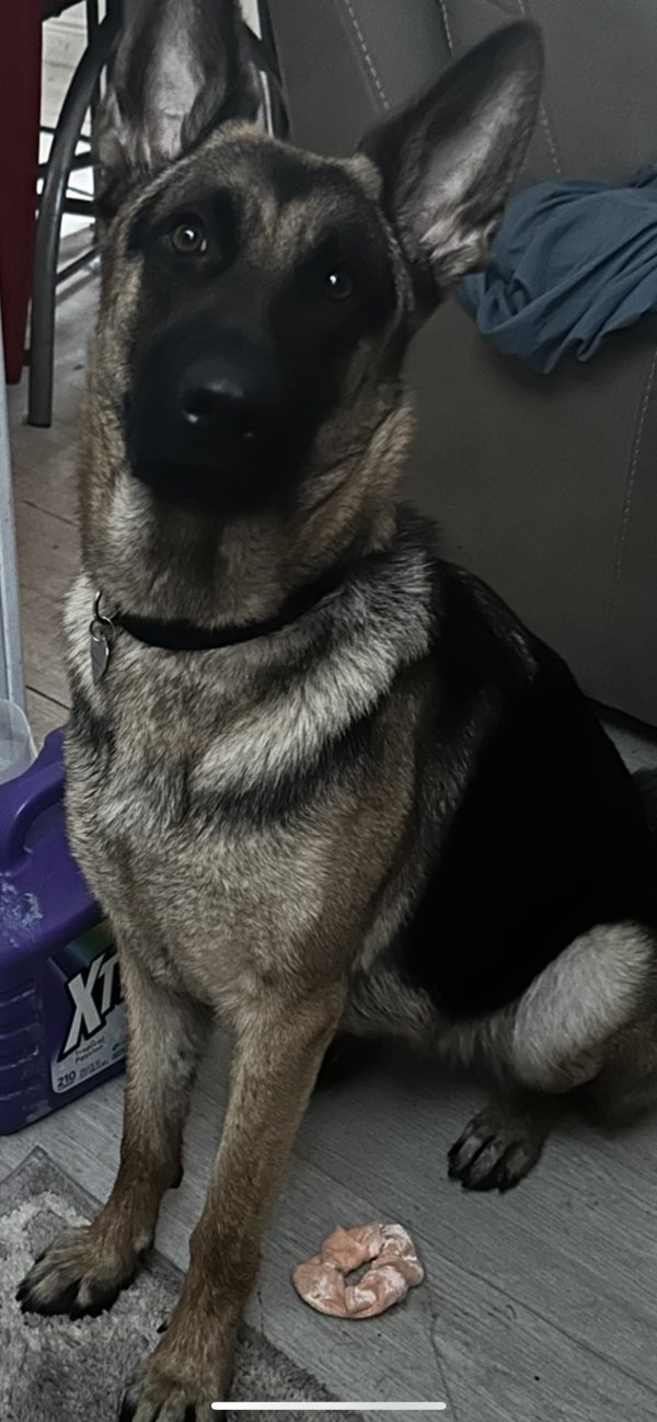 Lost German Shepherd Dog in Florida
