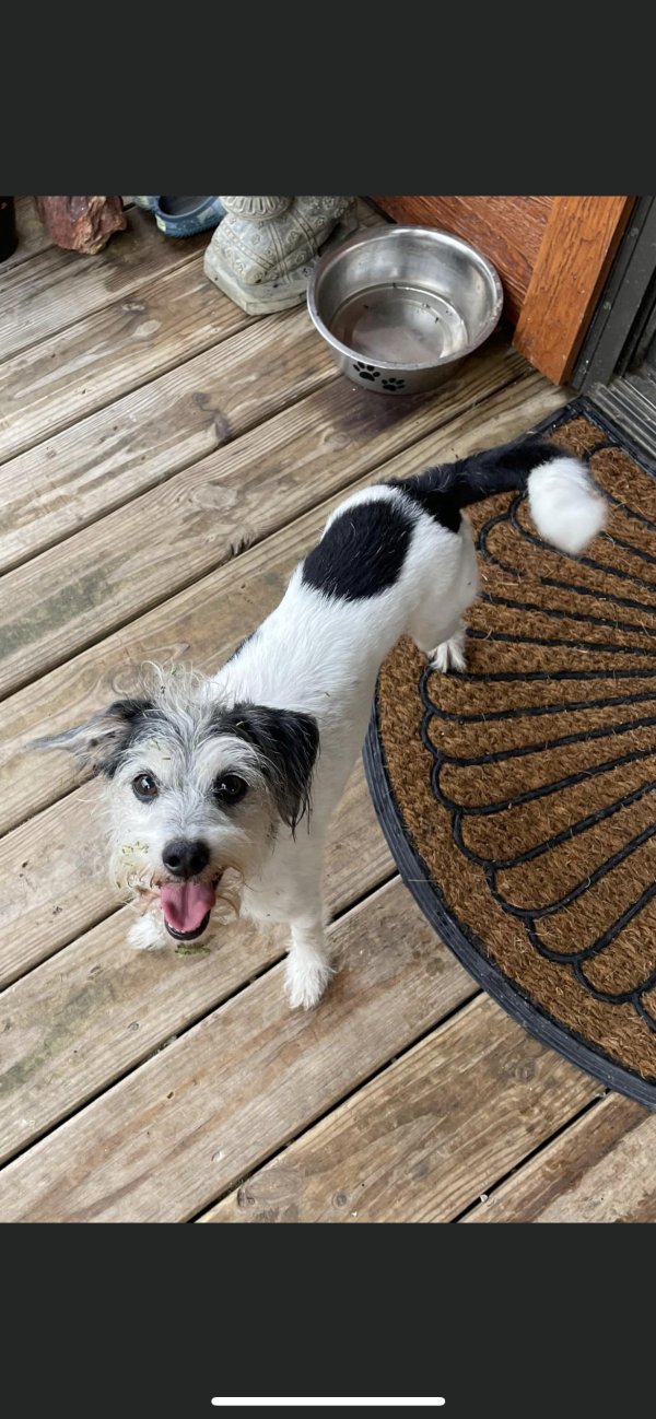 Safe Dog in Equality, IL