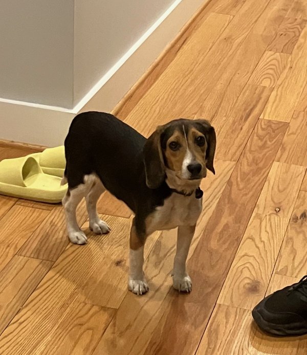 Lost Beagle in Washington, DC