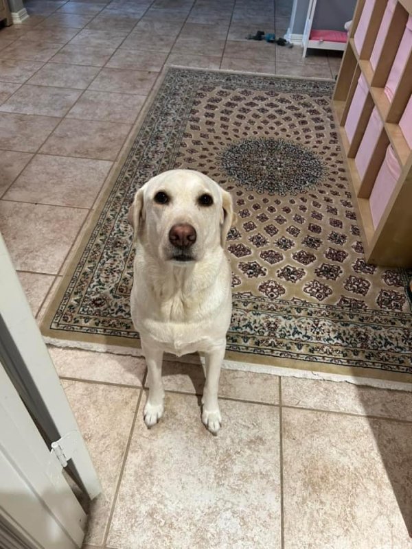 Safe Labrador Retriever in League City, TX