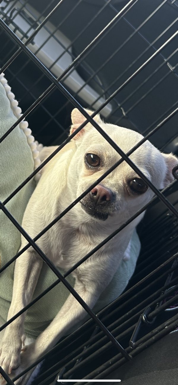Safe Chihuahua in Las Vegas, NV