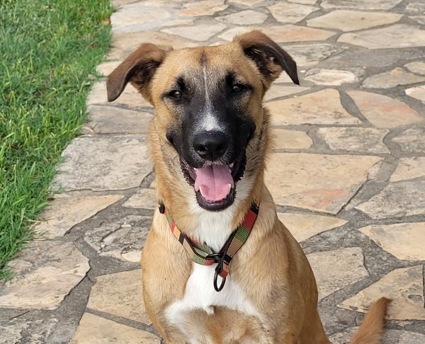 Safe Mutt in New Braunfels, TX
