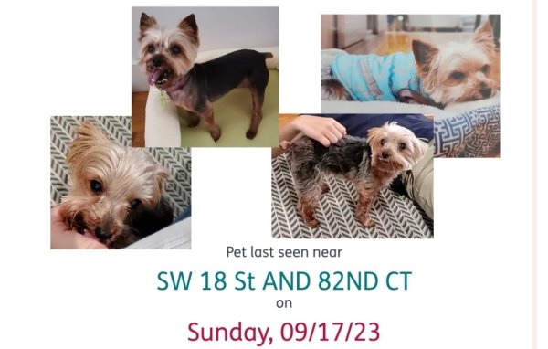 Lost Yorkshire Terrier in Miami, FL