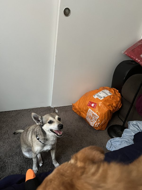 Safe Chihuahua in Sacramento, CA