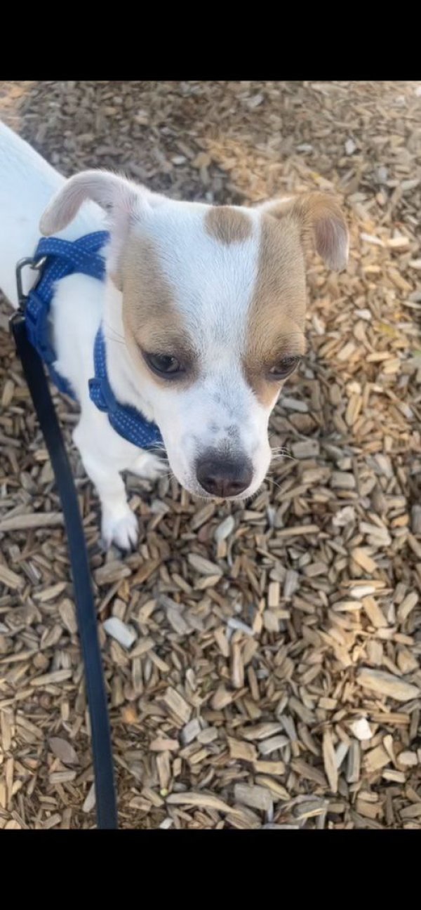 Lost Chihuahua in Arizona